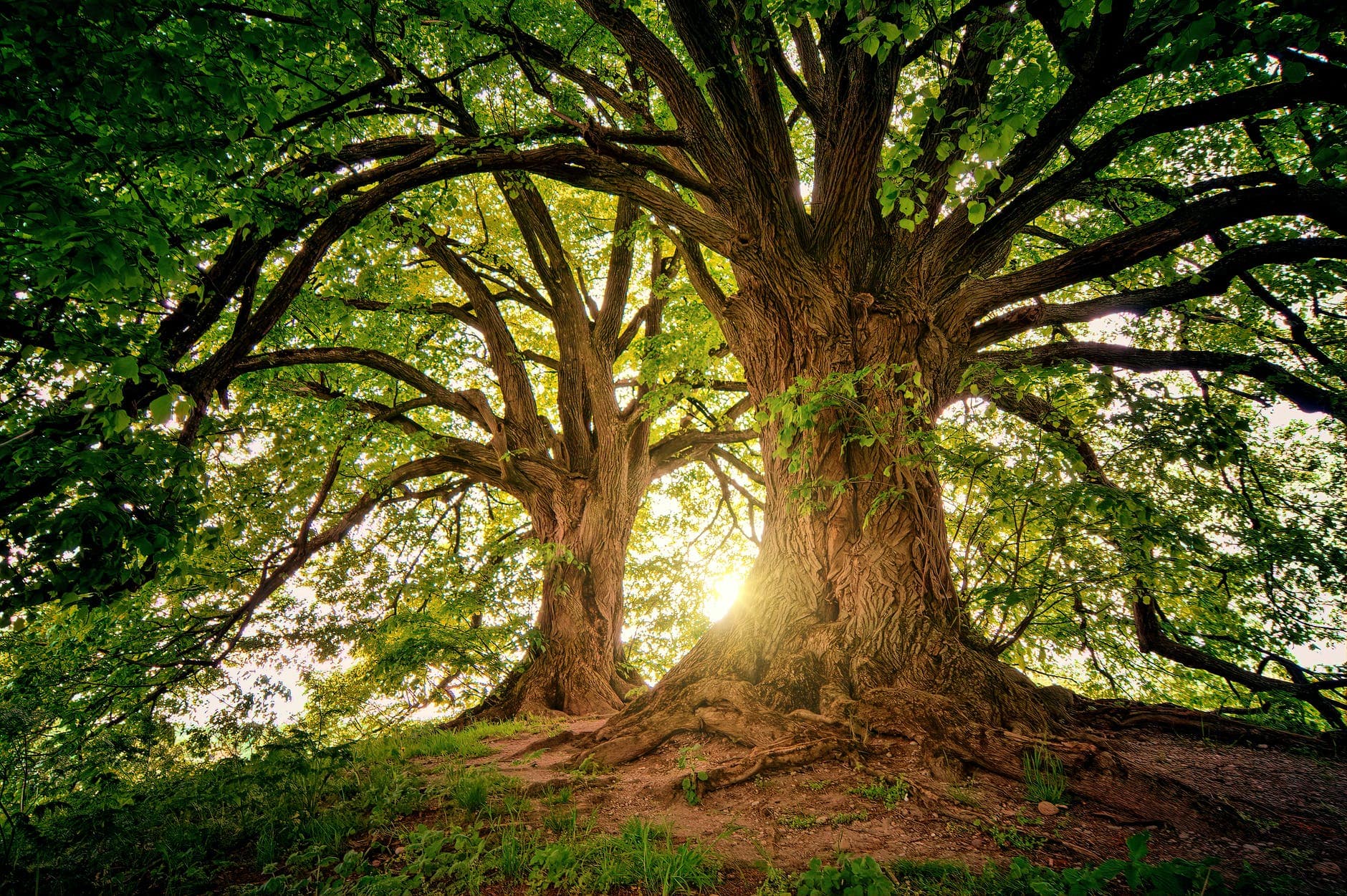 two brown trees